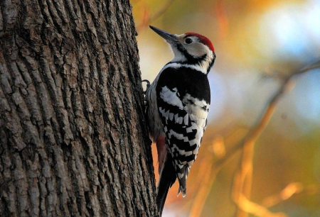 Лесные птицы дятел