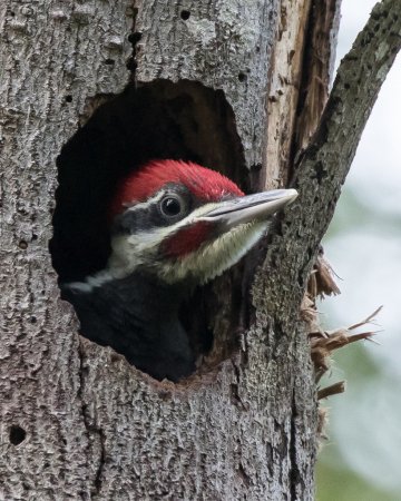 Желтошапочный дятел