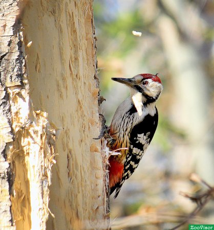 Красношапочный дятел