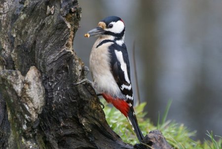 Лесные птицы дятел