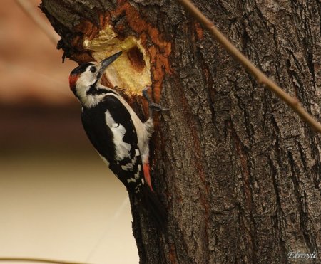 Дятел долбонос