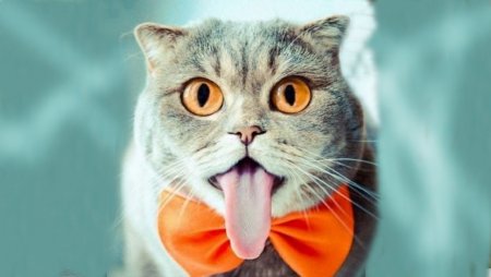 Смешные кошки