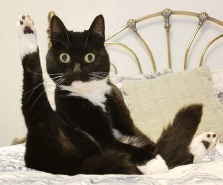 Дабл хоба кот