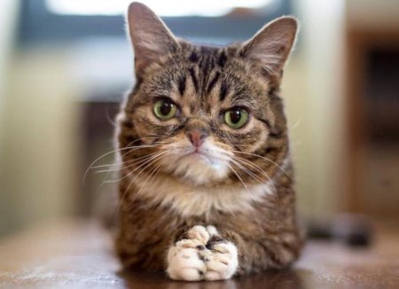 Прикольный кот