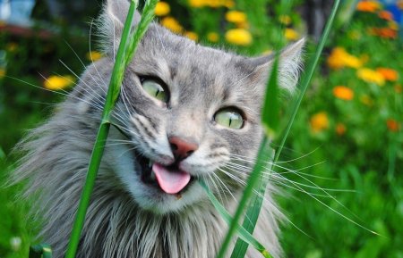 Радостный кот