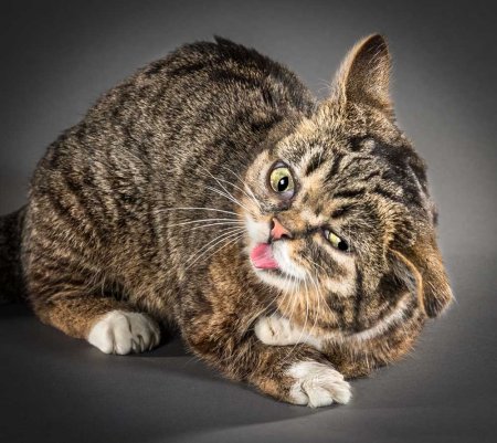 Забавные коты