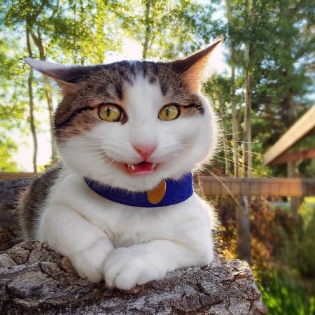 Кот улыбается