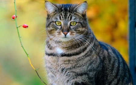 Кошка европейская короткошерстная серая полосатая