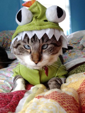 Прикольный кот