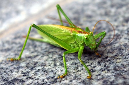 Tettigonia viridissima l.