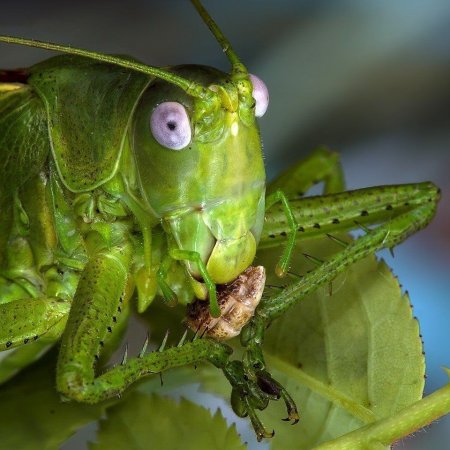 Chlorobalius leucoviridis