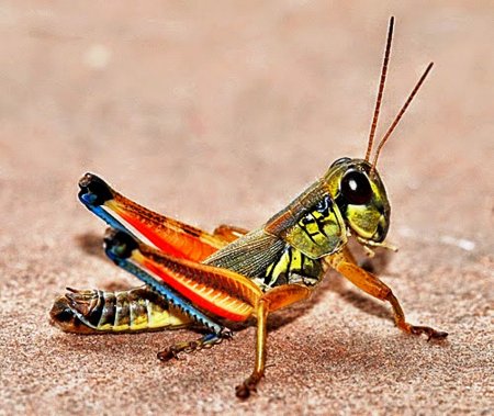Радужный кузнечик Dactylotum bicolor