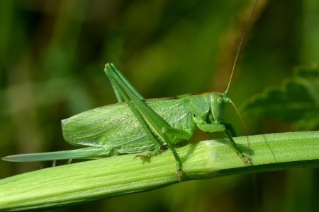 Tettigonia viridissima