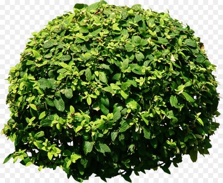 Bush кустарник