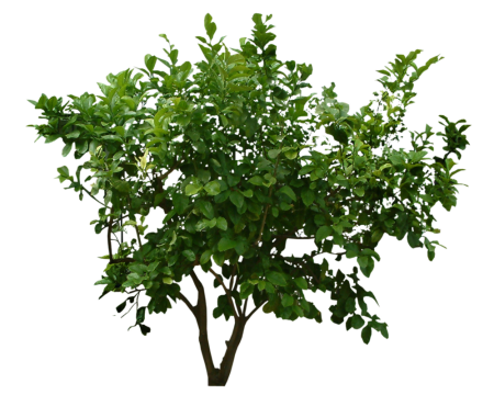 Bush куст