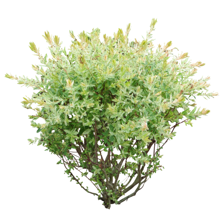 Bush куст