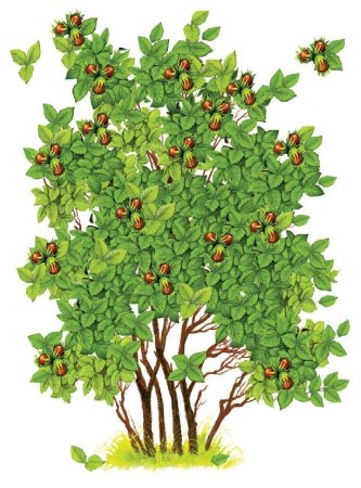Кустарники орешник шиповник