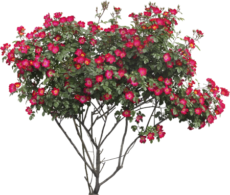 Shrub Bush
