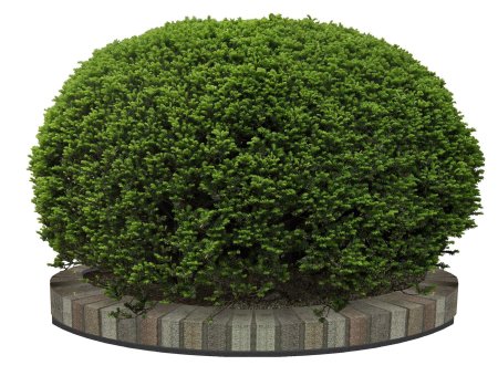 Bush Green растение