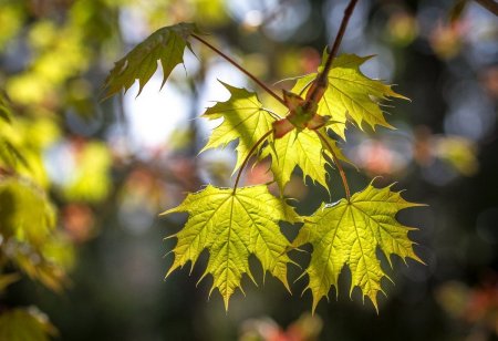 Клен остролистный желтый