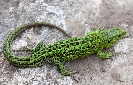 Ящерица прыткая горнокрымская