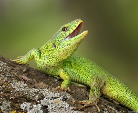 Полосатая ящерица Lacerta strigata