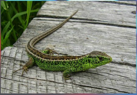 Ящерица прыткая Грузинская