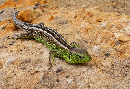 Пресмыкающиеся прыткая ящерица