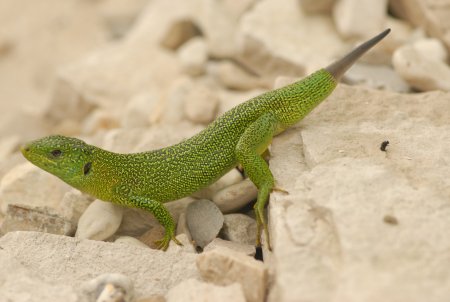 Ящерица прыткая (лат. Lacerta Agilis)