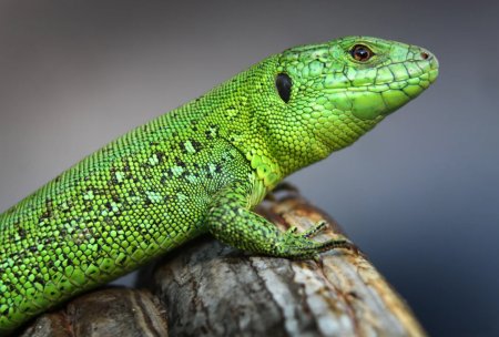 Зеленая прыткая ящерица