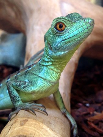 Агама шлемоносный Василиск