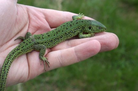 Ящерица прыткая (лат. Lacerta Agilis)
