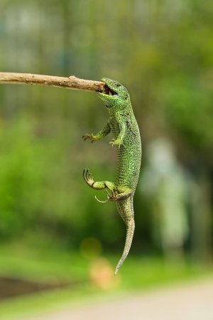 Лизард ящерица