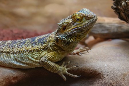 Королевская агама ящерица