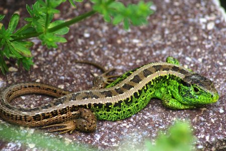 Прыткая ящерица Lacerta Agilis