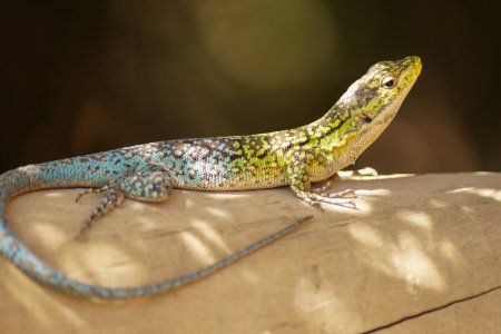 Ящерица Пржевальского