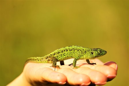 Королевская ящерица зеленая