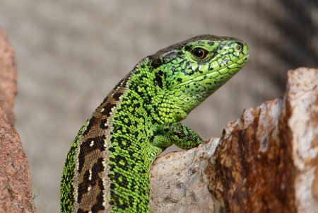 Артвинская ящерица