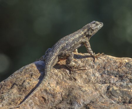 Сцинк агама