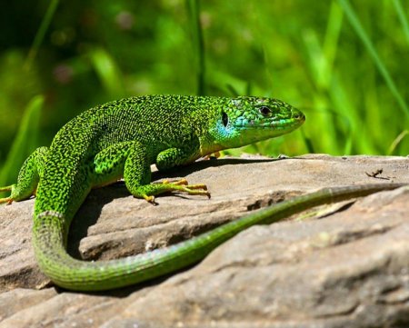 Зеленобрюхая ящерица