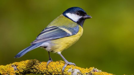 Птичка синица лазоревка