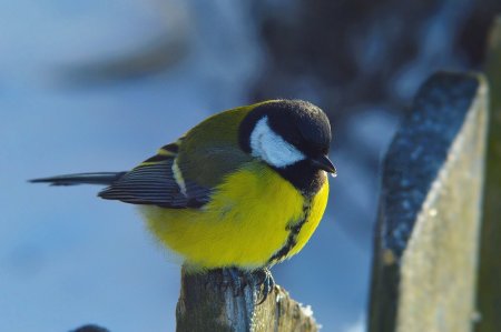 Зеленоспинная синица