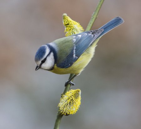 Синица лазоревка