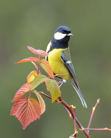 Зеленоспинная синица