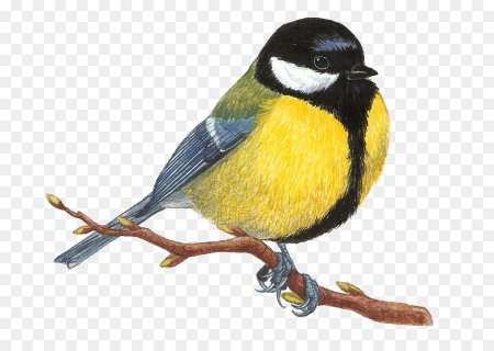 Синица на белом фоне