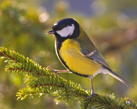 Синица большая птица фото