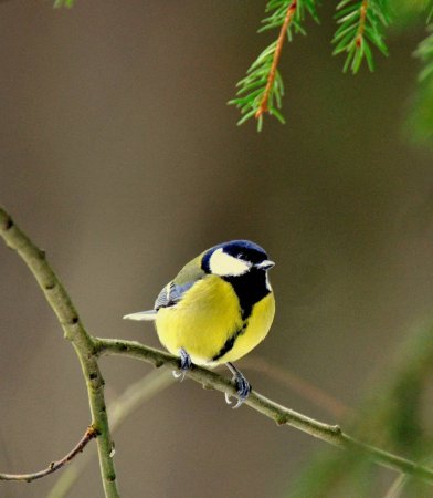Большая синица Parus Major