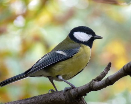 Птичка синица лазоревка