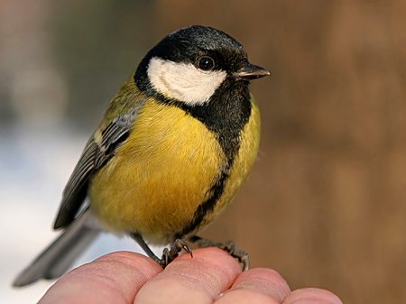 Синица обыкновенная