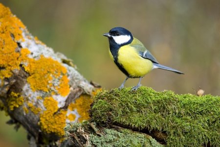 Мухоловка, лазоревка,